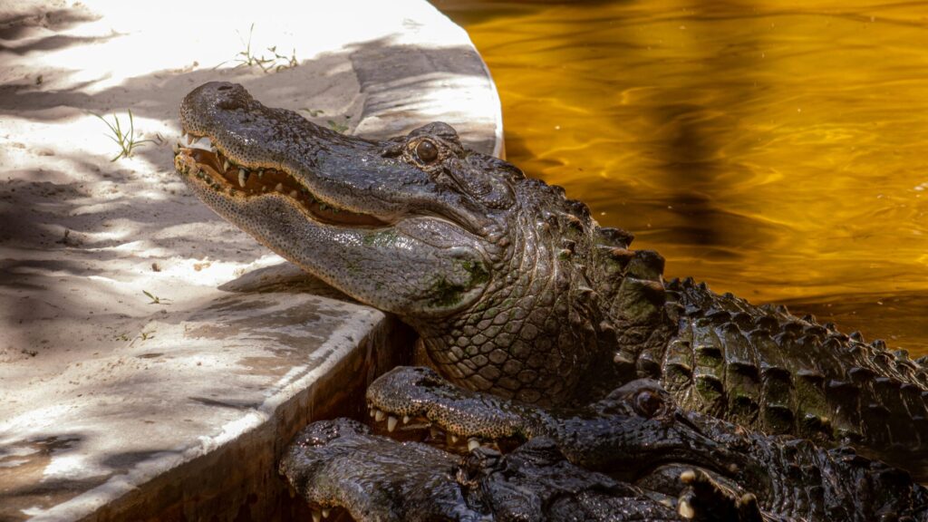 Close-up of an American alligator basking on the edge of a waterbody, highlighting its textured skin.